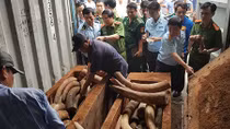 Quyết liệt cuộc chiến chống buôn lậu ngà voi