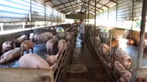 Giá lợn thịt tăng cao, người chăn nuôi vẫn chịu thiệt