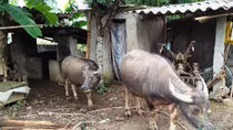 Bắt nhóm trộm trâu trên địa bàn huyện Tiên Yên