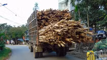 Oằn mình lãnh đòn từ xe chở gỗ quá khổ, quá tải