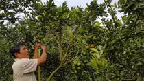 Nhiều hộ dân điêu đứng vì chủ vựa nợ tiền quýt