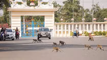 Loay hoay kiểm soát đàn khỉ hung dữ ở Tây Ninh
