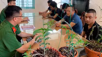 "Lướt sóng" lan đột biến và cái kết đắng