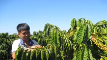 Dòng vốn Agribank và những vườn cà phê tràn đầy sức sống
