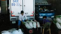 Khốn khổ, cùng cực như... lao động tự do!