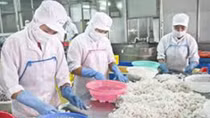 Thiếu hụt nguồn nhân lực phục vụ chế biến, xuất khẩu thủy sản