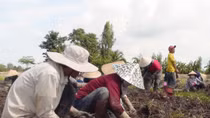 Khoai lang miền Tây mất mùa lại rớt giá