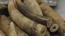 Hà Nội tịch thu 350kg ngà voi