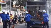 Bất an trước nạn chó chạy rông ngoài phố