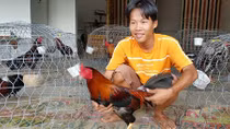 Bí mật ở thủ phủ gà đá miền Tây