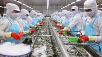Hoa Kỳ không áp thuế chống bán phá giá với tôm xuất khẩu của Công ty Minh Phú