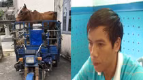 Nổi cộm nạn trộm cắp trâu bò ở vùng quê