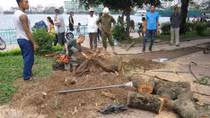 Một cây gỗ sưa trên đường Thanh Niên bị cưa trộm
