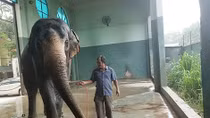 Tình yêu, sân khấu tròn và chú voi Na