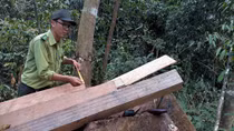 Phát hiện thêm vụ phá rừng ở khu vực giáp ranh Nam và Bắc Trà My