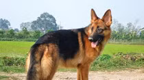 Cẩn trọng với chó cảnh