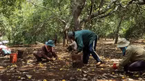 Bình Phước báo động tình trạng bán điều non