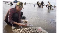 Hơn 100 tấn nghêu nuôi chết do độ mặn tăng cao