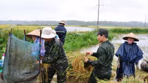 Tình quân dân như “cá với nước”