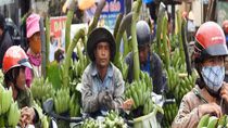 Trồng chuối bán Tết kiếm bạc tỷ