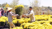Nhộn nhịp chợ hoa Tết đất Tây Đô