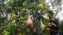 Thu nhập "khủng" từ cây có 9 loại quả