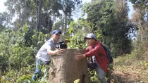 Đã xác định sai phạm vụ chặt phá rừng tại Khu Bảo tồn thiên nhiên 