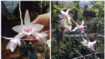 5 cánh trắng Hiển Oanh – Vẻ đẹp tinh khiết đã đi vào huyền thoại