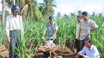 Bấp bênh cây mía cù lao