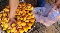 Không có chuyện xoài giả như tin đồn trên mạng xã hội