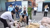 Ngăn chặn dòng chảy của ngà voi, vảy tê tê từ Nigeria đến châu Á