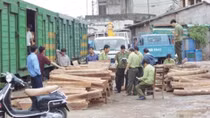 Ba công chức Hải quan đã giúp sức vụ buôn lậu hơn 600m3 gỗ