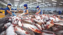 Việt Nam chịu mức thuế xuất khẩu cá tra vào Mỹ ở mức cao kỷ lục