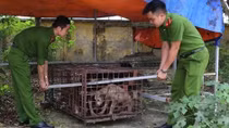 Bắt nhốt toàn bộ đàn chó cắn bé trai tử vong để xét nghiệm bệnh dại