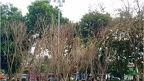 Triển lãm hoa anh đào tại thành phố Hoa Phượng Đỏ