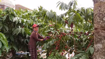 Cao nguyên mùa gió chướng