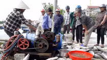 Người dân điêu đứng khi gần 100 tấn cá chết chưa rõ nguyên nhân