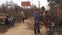 Đào nở sớm, người Nhật Tân lo "mất Tết"