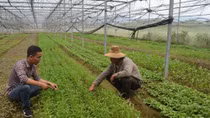 Hiệu quả mô hình trồng rau sạch công nghệ cao ở vùng ven đô thị Đà Nẵng 