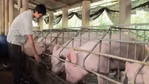 Thịt lợn rớt giá vì Trung Quốc ngừng mua