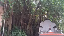 Làng có 8 cây di sản