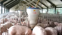 Giá thịt lợn tăng cao, hộ chăn nuôi không nên “găm” hàng tạo “sốt ảo”