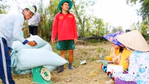 Các doanh nghiệp cam kết thu mua lúa đúng giá cho nông dân