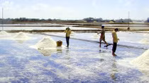 Nông dân miền Tây đắng lòng vì “gừng cay, muối mặn”