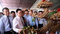 Hưng Yên cần quy hoạch vùng sản xuất nhãn hợp lý