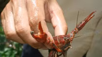 Nuôi tôm hùm đỏ ngoại lai - phiên bản hiểm họa “ốc bươu vàng”