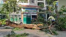 Phát triển mạng lưới cây xanh đô thị an toàn và bền vững