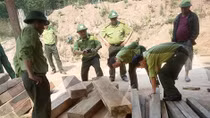 Máu rừng lại chảy