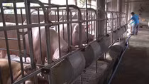 Hai ổ dịch tả lợn châu Phi tại Đồng Nai đã được khống chế
