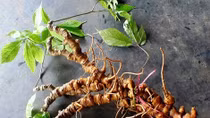 Sẻ chia “cây tiền tỷ” cùng nhau phát triển kinh tế